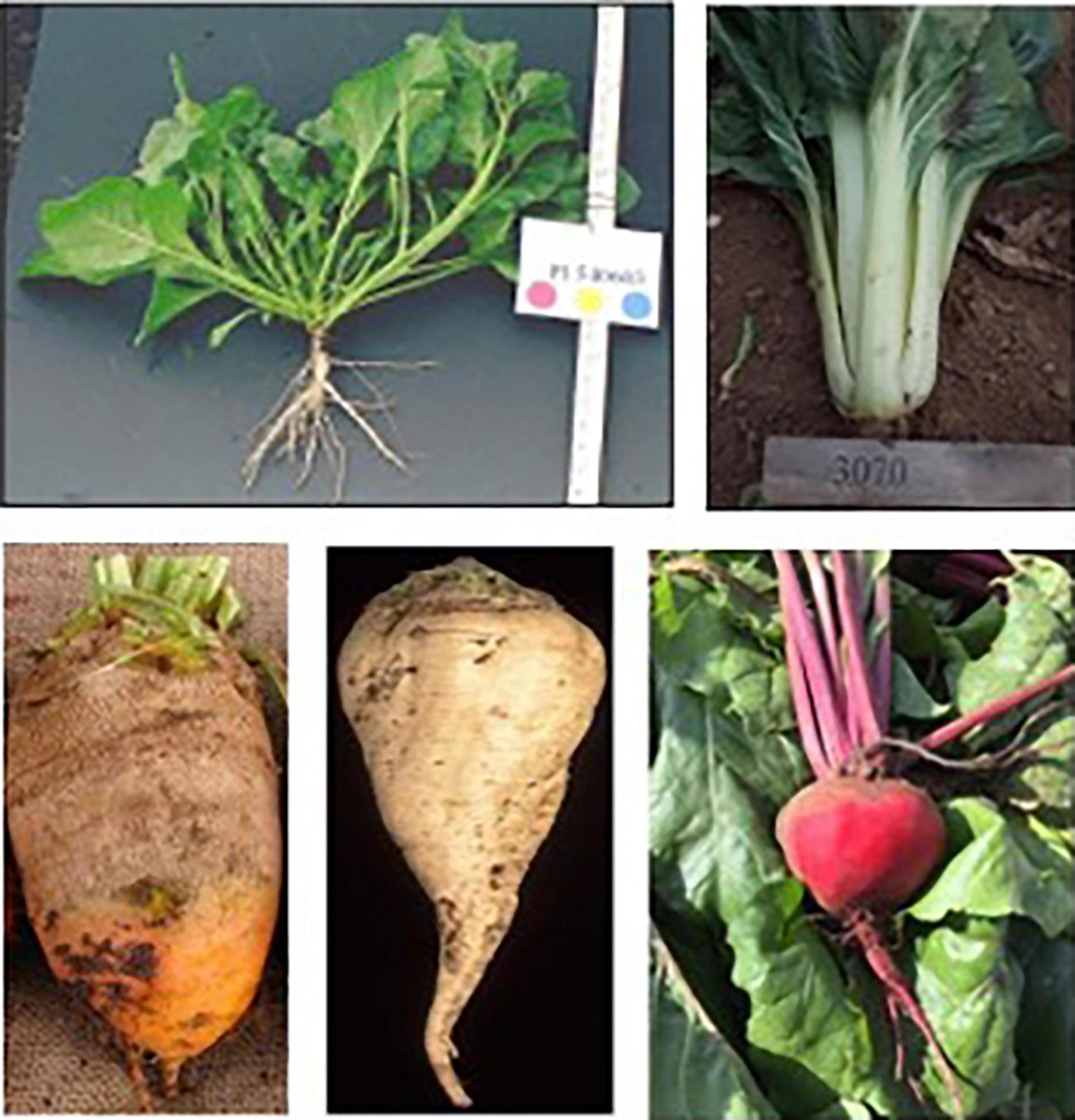 Frontiers Evolution Of Root Morphology In Table Beet Historical And 