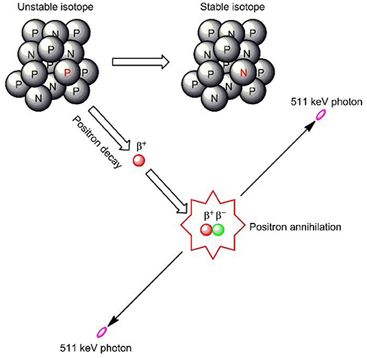 Figure 1 - Positron emission and annihilation.