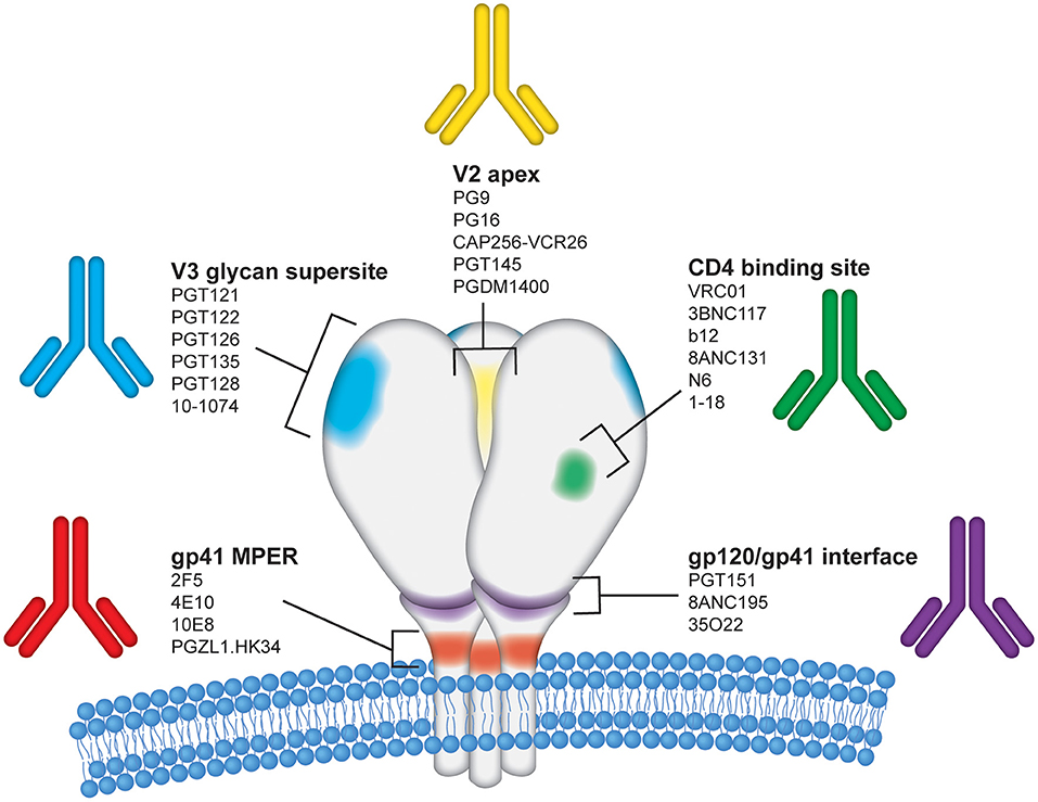 A Germline-Targeting Chimpanzee SIV Envelope Glycoprotein Elicits a New  Class of V2-Apex Directed Cross-Neutralizing Antibodies
