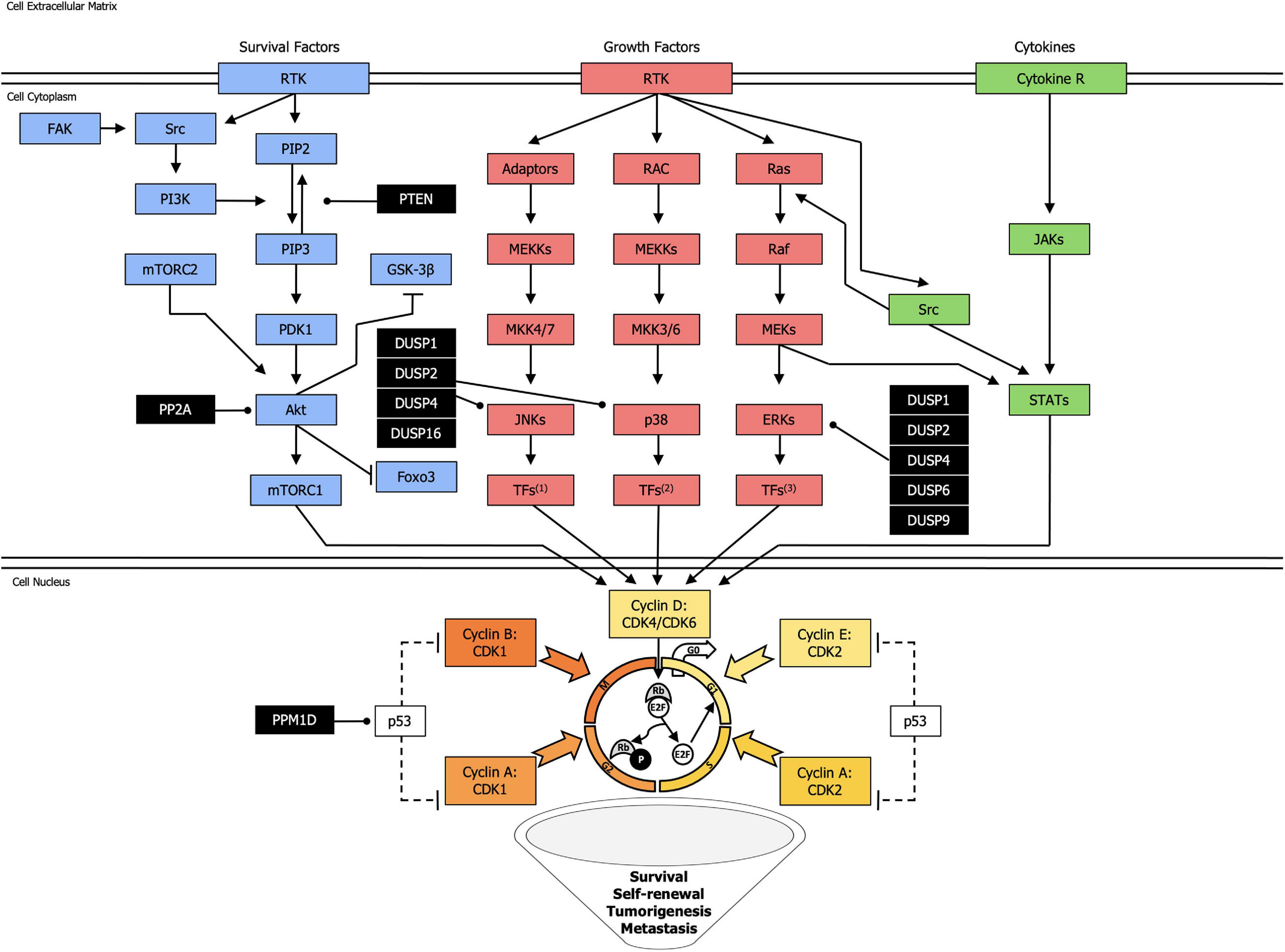 | Targeting Phosphatases and Kinases: How Checkmate Cancer | Cell and Biology