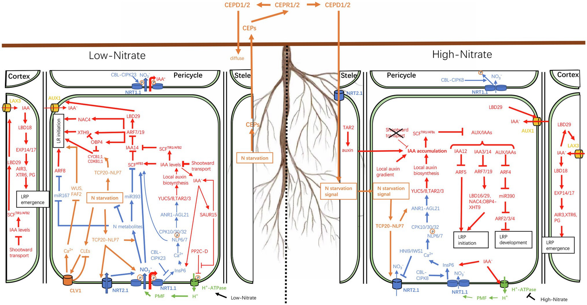 Survey of Genes Involved in Biosynthesis, Transport, and Signaling