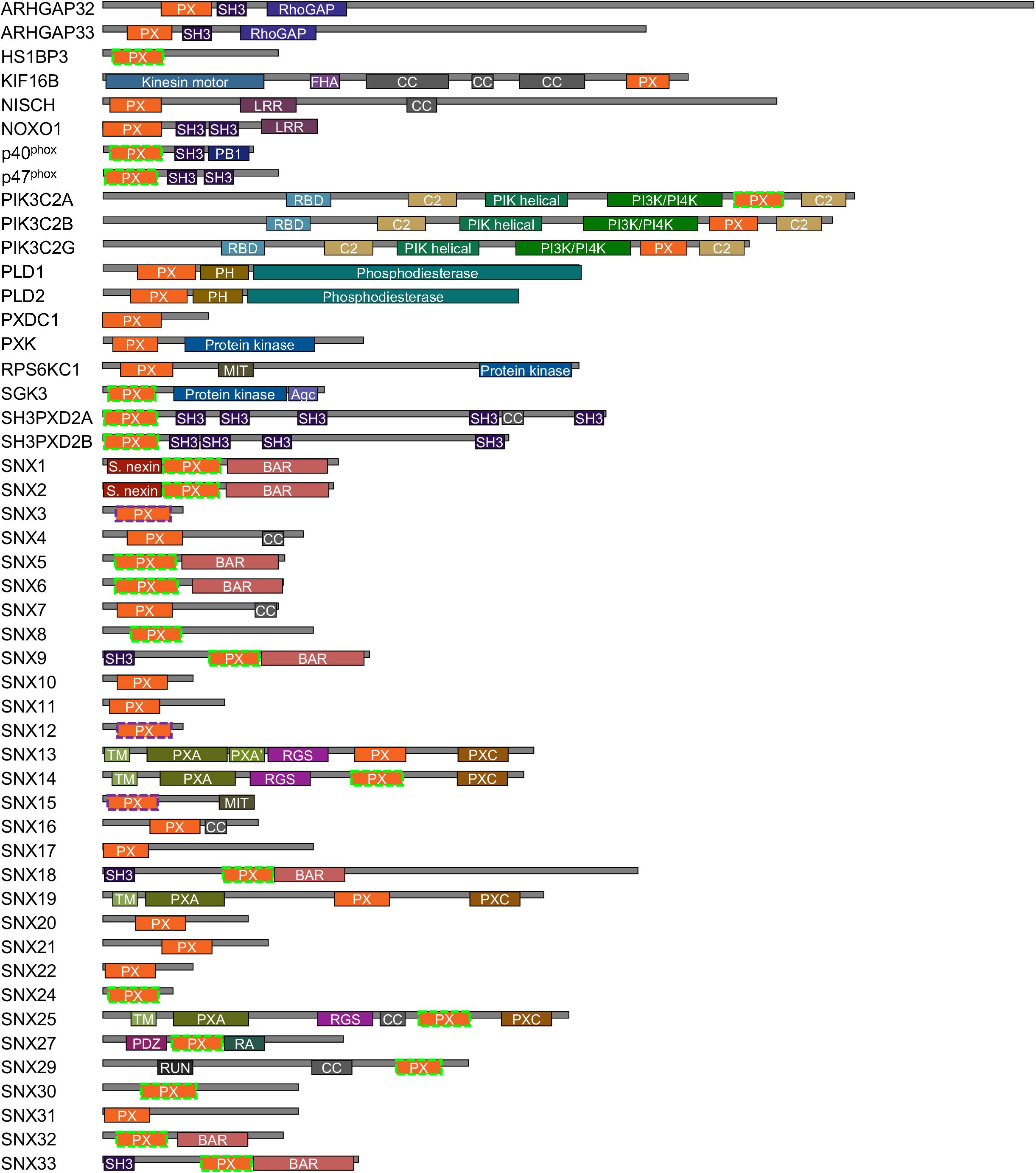 Frontiers Recognition Sites Are Blocked by Attachment | Cell and Developmental Biology