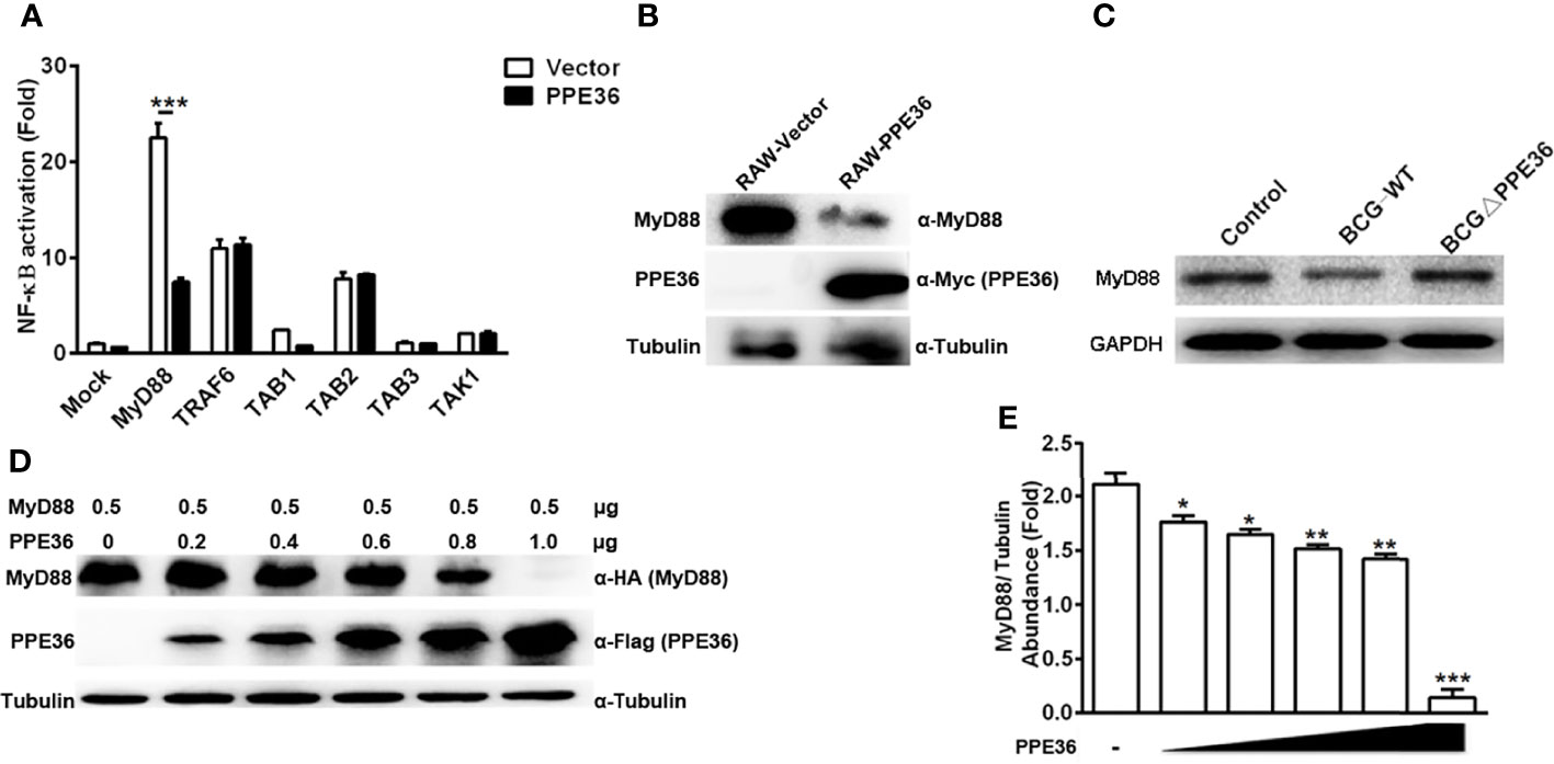 Frontiers Mycobacterial Ppe36 Modulates Host Inflammation By