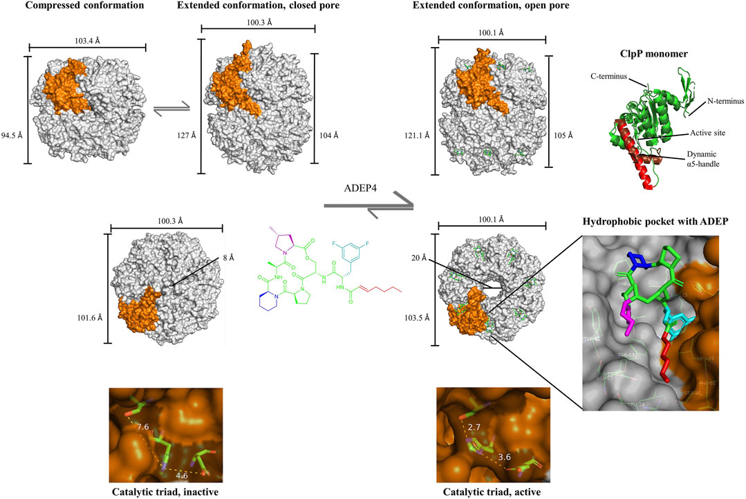 frontiers reprogramming of the caseinolytic protease by adep antibiotics molecular mechanism cellular consequences therapeutic potential molecular biosciences
