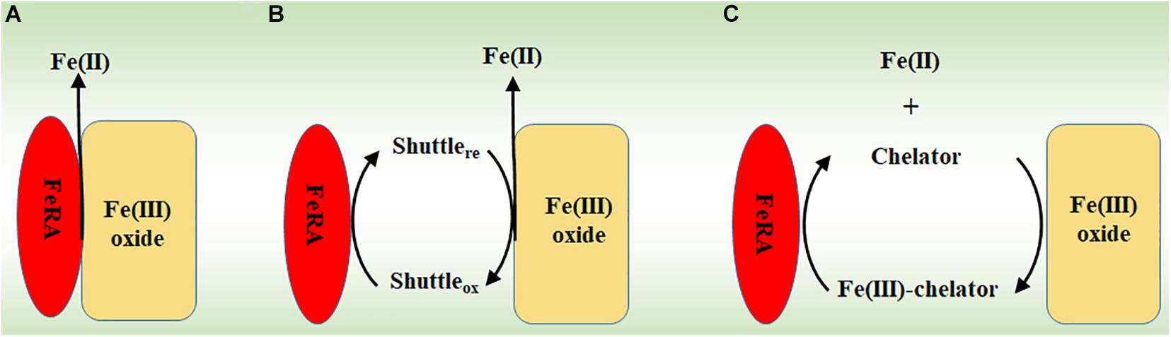 Rapid Redox Cycling of Fe(II)/Fe(III) in Microdroplets during Iron–Citric  Acid Photochemistry