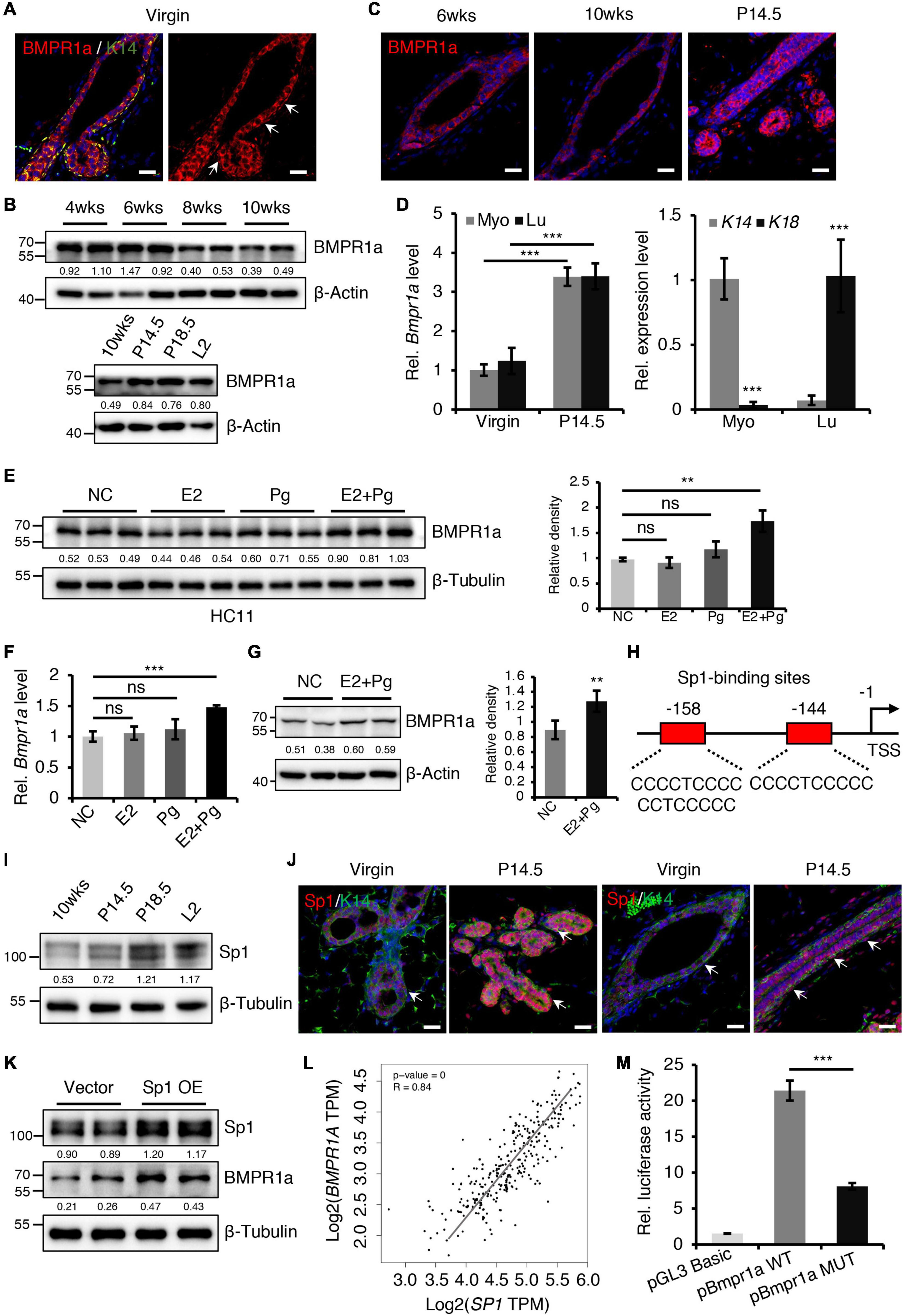 p cad myoepithelial cells