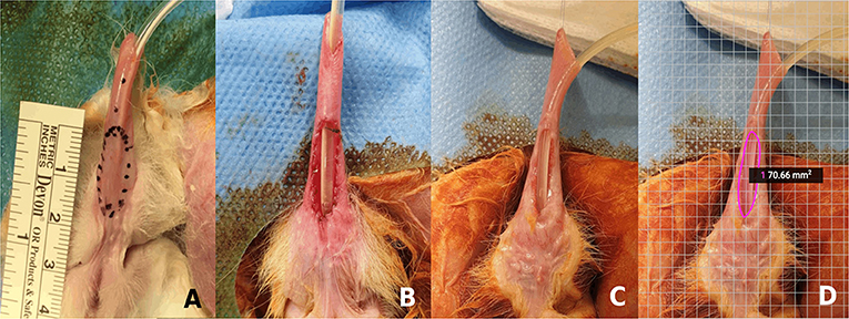 Frontiers  Creation of Tissue-Engineered Urethras for Large