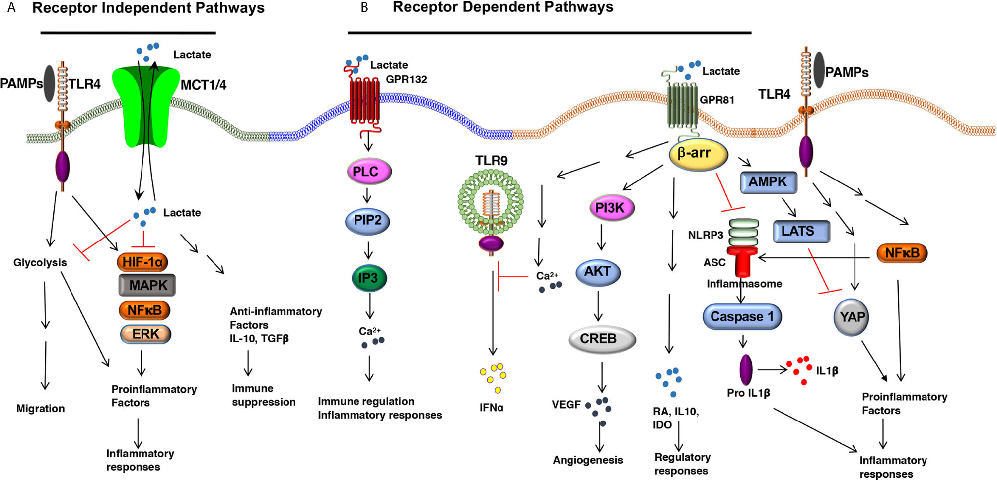 Lactate – Redox Tech