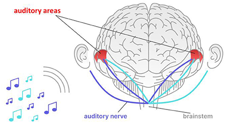 Figure 1 - The auditory pathway.