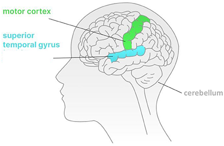 Figure 2 - A side view of the left brain.