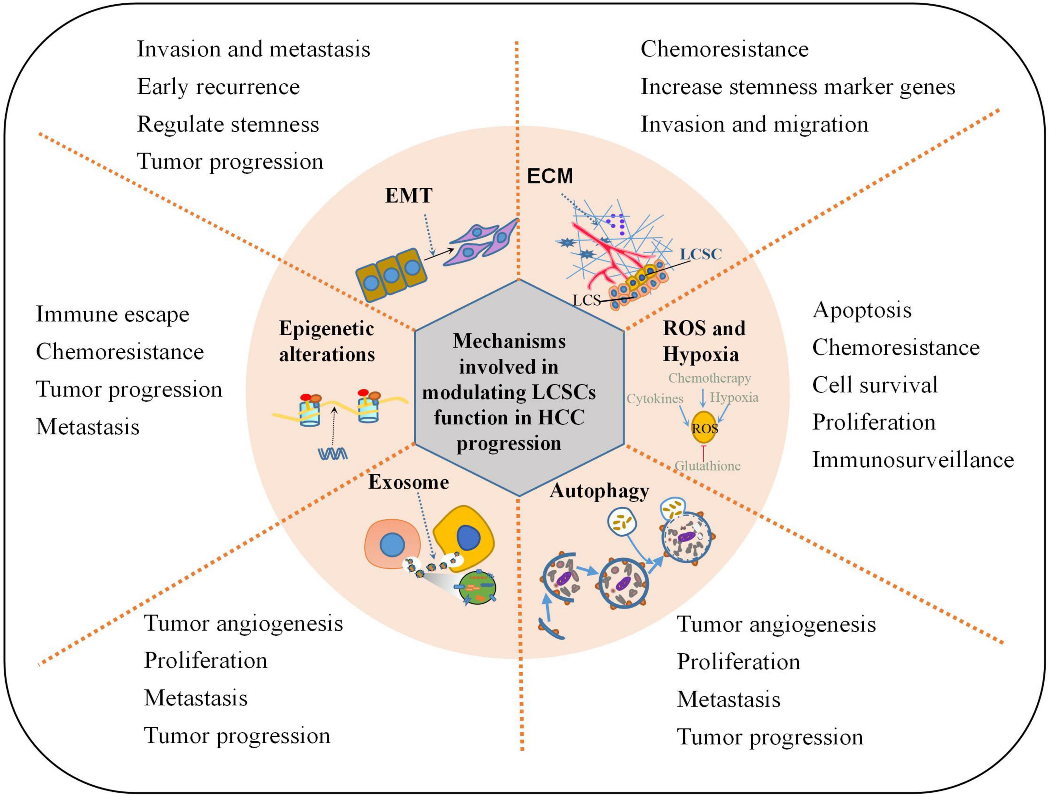 Frontiers Emerging Regulatory Mechanisms Involved In Liver Cancer