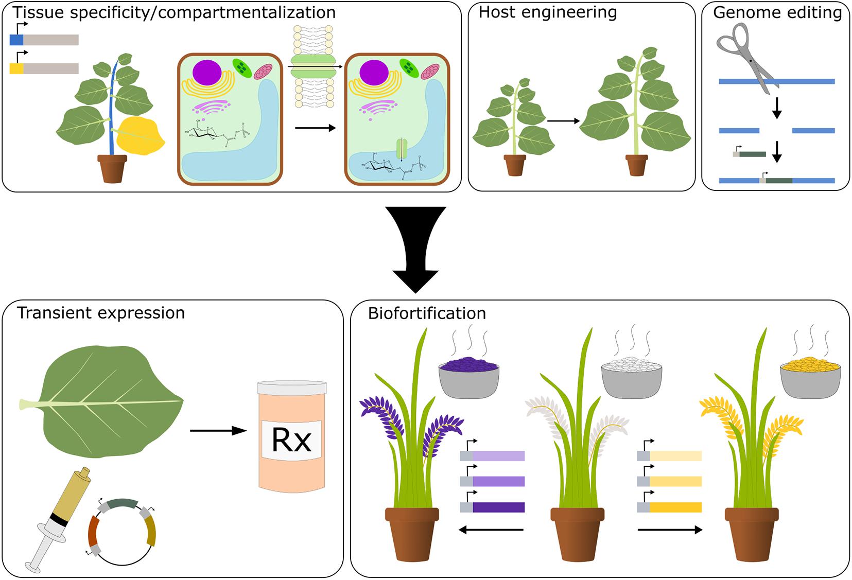 Plant species reported for human health usage in Central and East