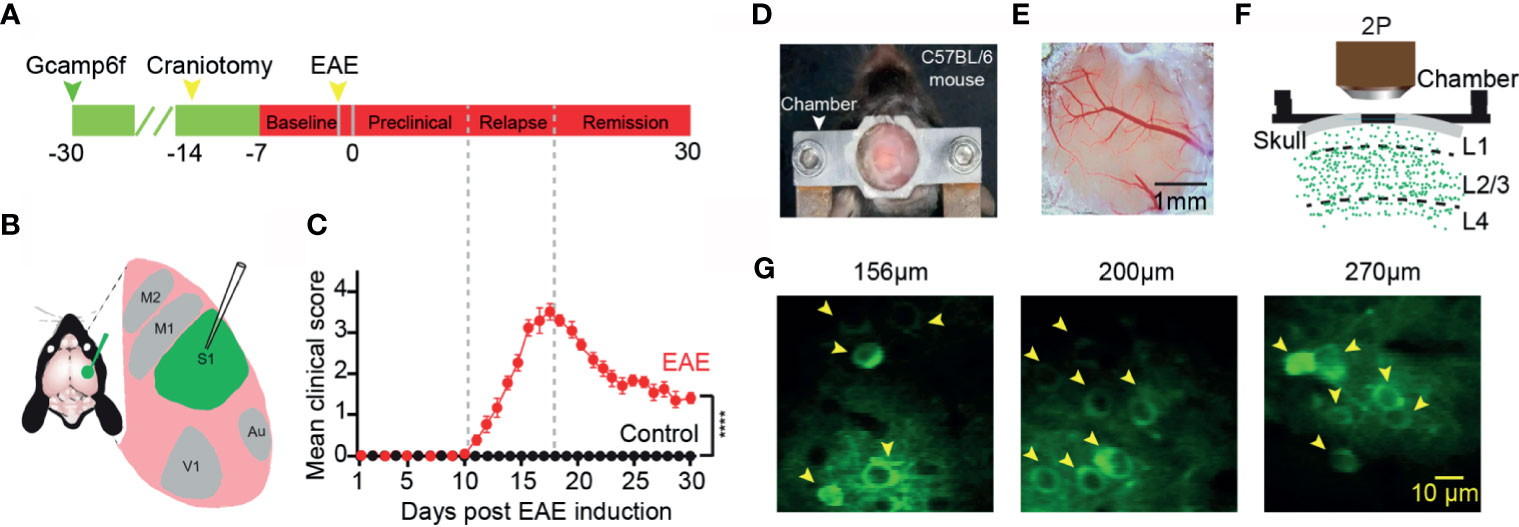 Frontiers  Arctigenin Exerts Neuroprotective Effect by Ameliorating  Cortical Activities in Experimental Autoimmune Encephalomyelitis In Vivo