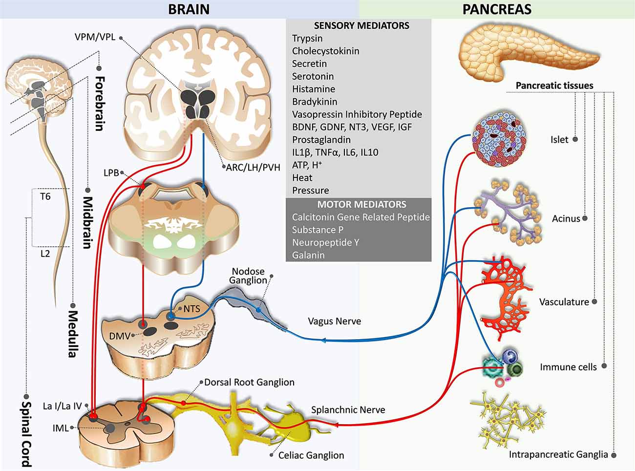Frontiers | Pancreas-Brain Crosstalk | Frontiers in Neuroanatomy