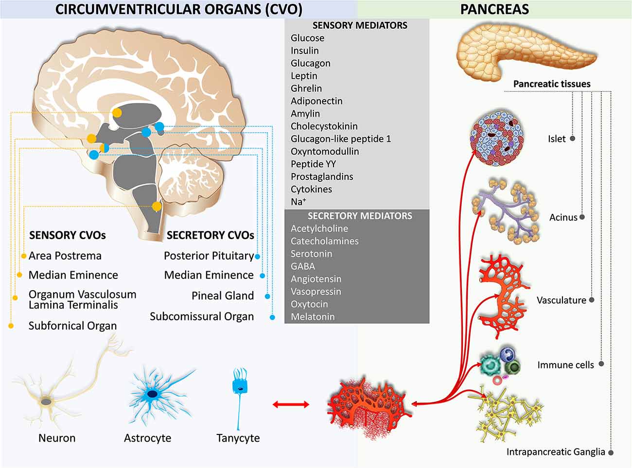 Tumor neuroendocrino páncreas esperanza de vida