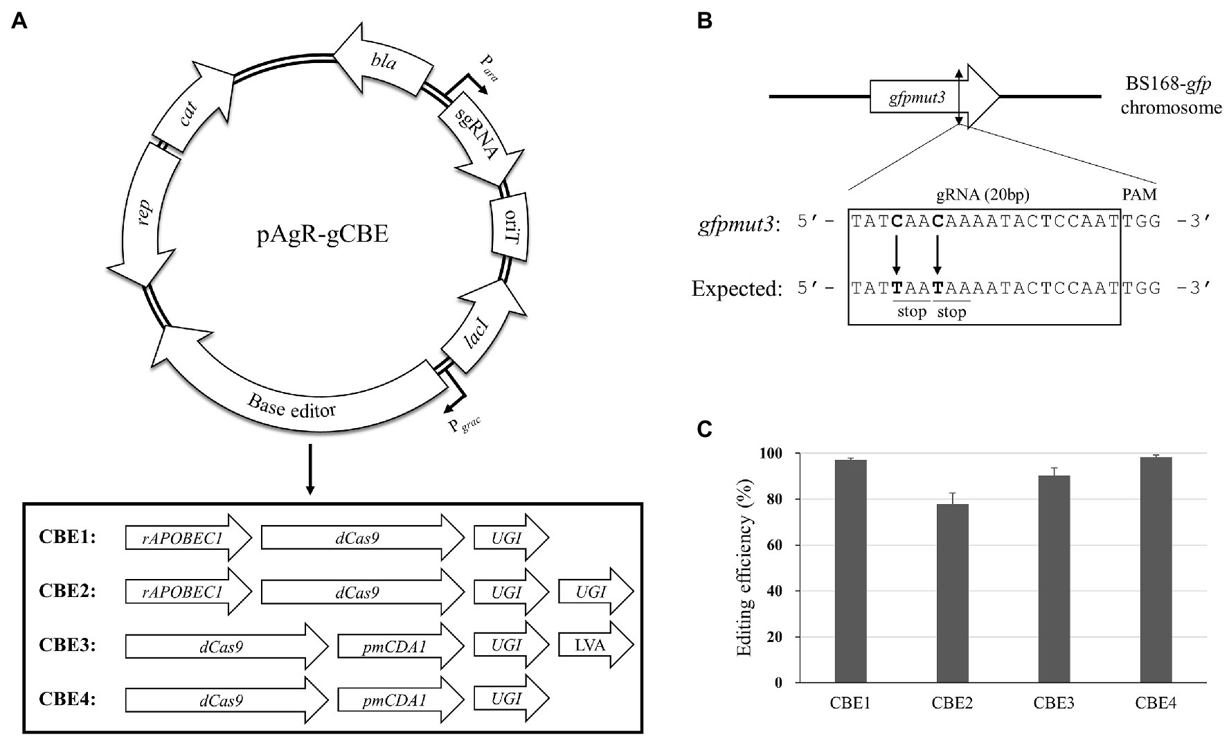 Frontiers Cytosine Base Editor Mediated Multiplex Genome Editing To Accelerate Discovery Of Novel Antibiotics In Bacillus Subtilis And Paenibacillus Polymyxa Microbiology Frontiers Cytosine Base Editor Mediated Multiplex Genome Editing To Accelerate Discovery Of Novel Antibiotics In Bacillus Subtilis And Paenibacillus Polymyxa Microbiology