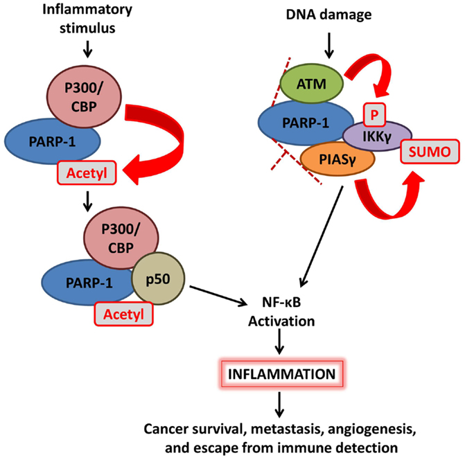 Frontiers | Beyond Repair: Additional Functions of in Cancer