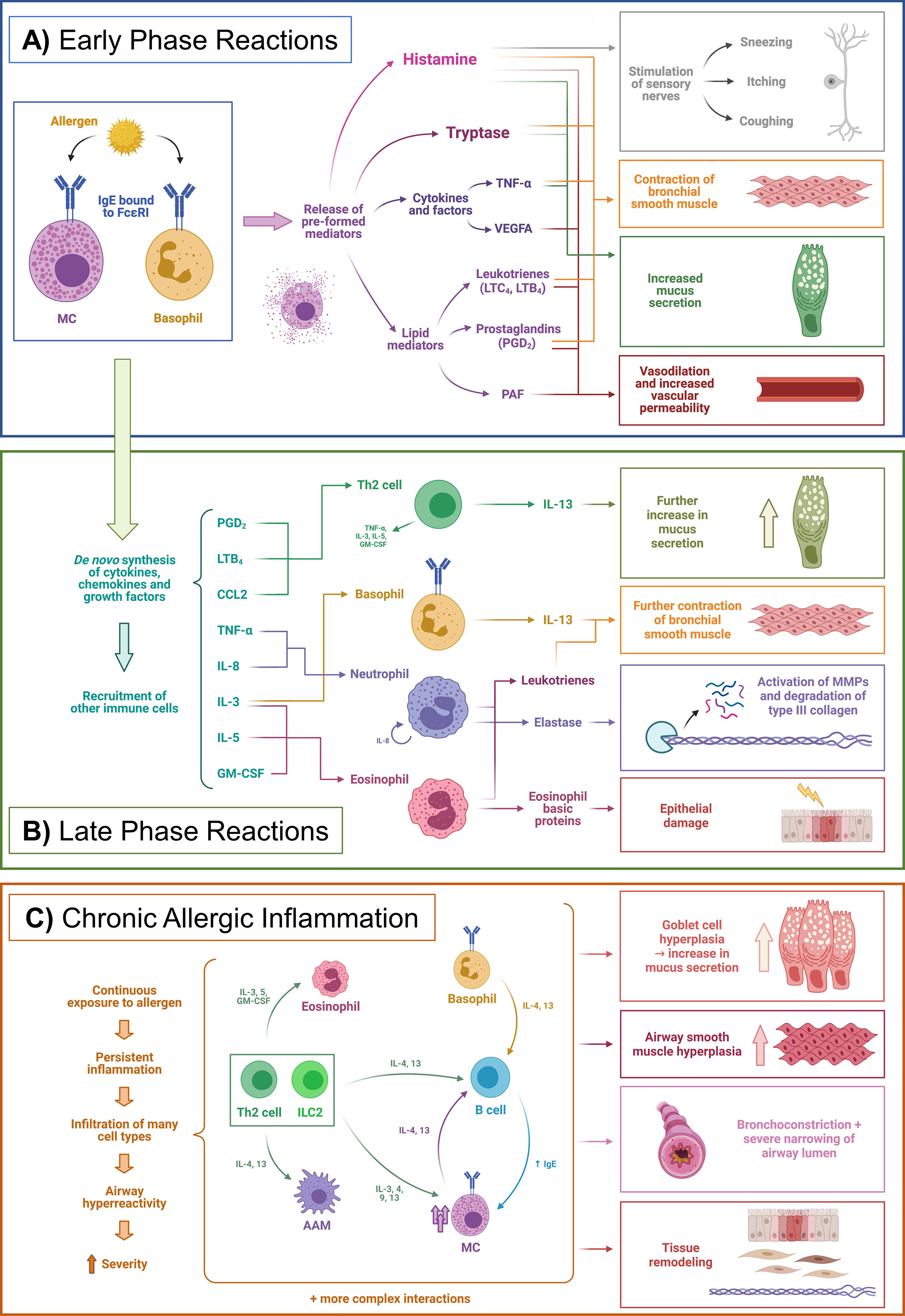 Involvement of sulfate groups in the immune cross-reactivity between