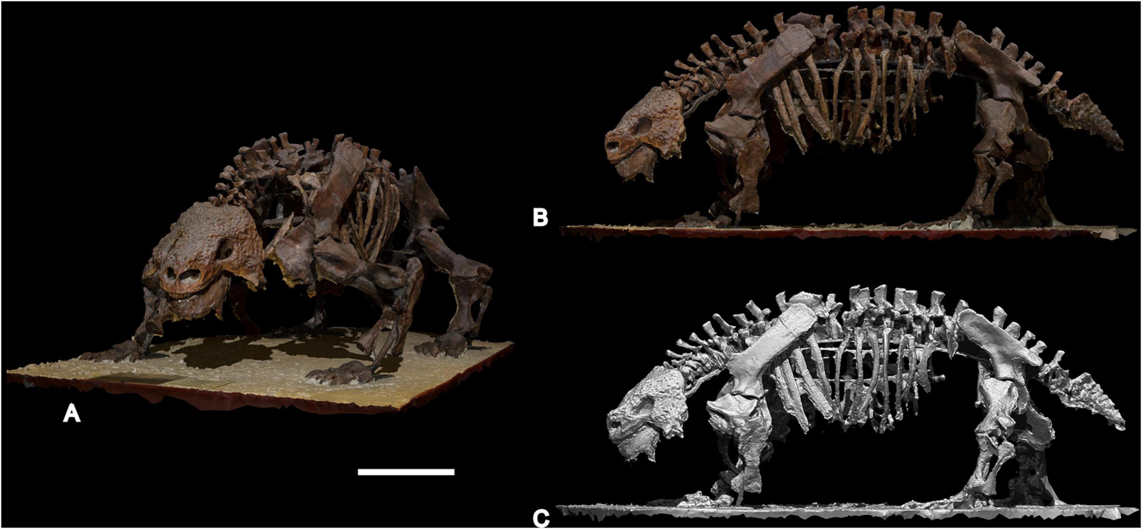 A Living Dinosaur?: In Search of by MacKal, Roy P.