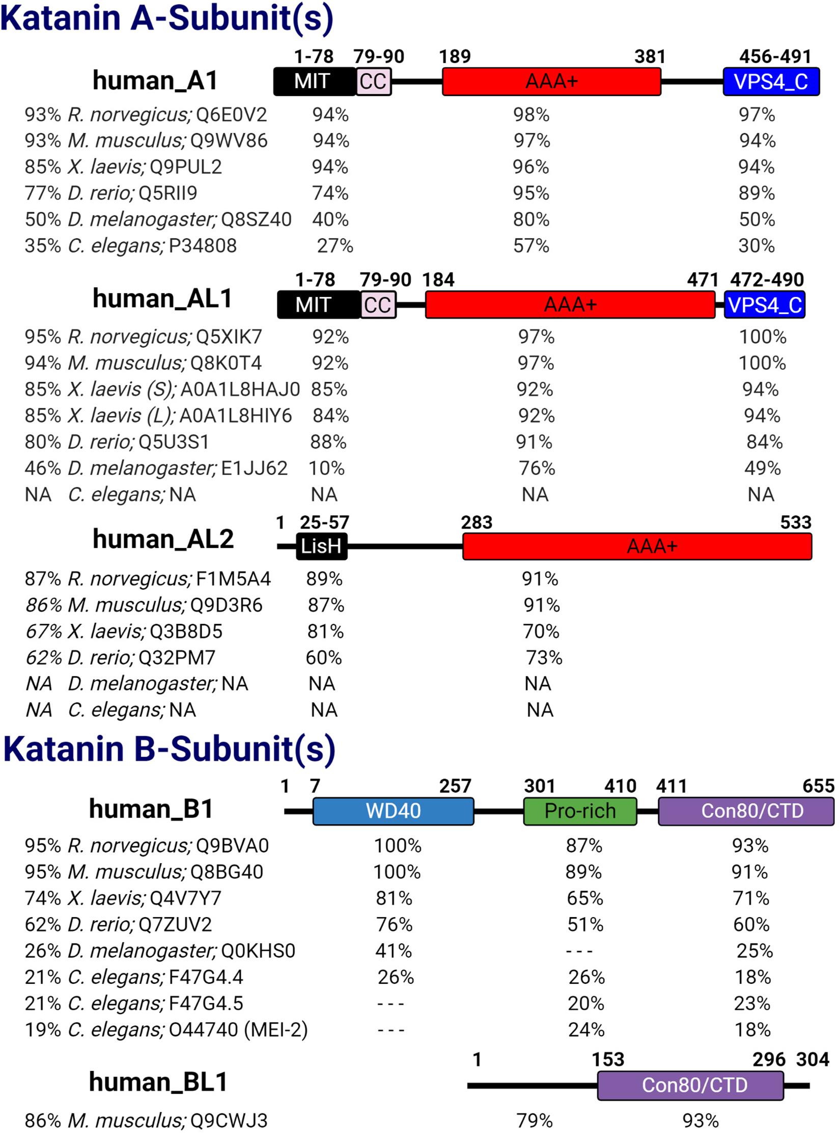 Modular assembly of the principal microtubule nucleator γ
