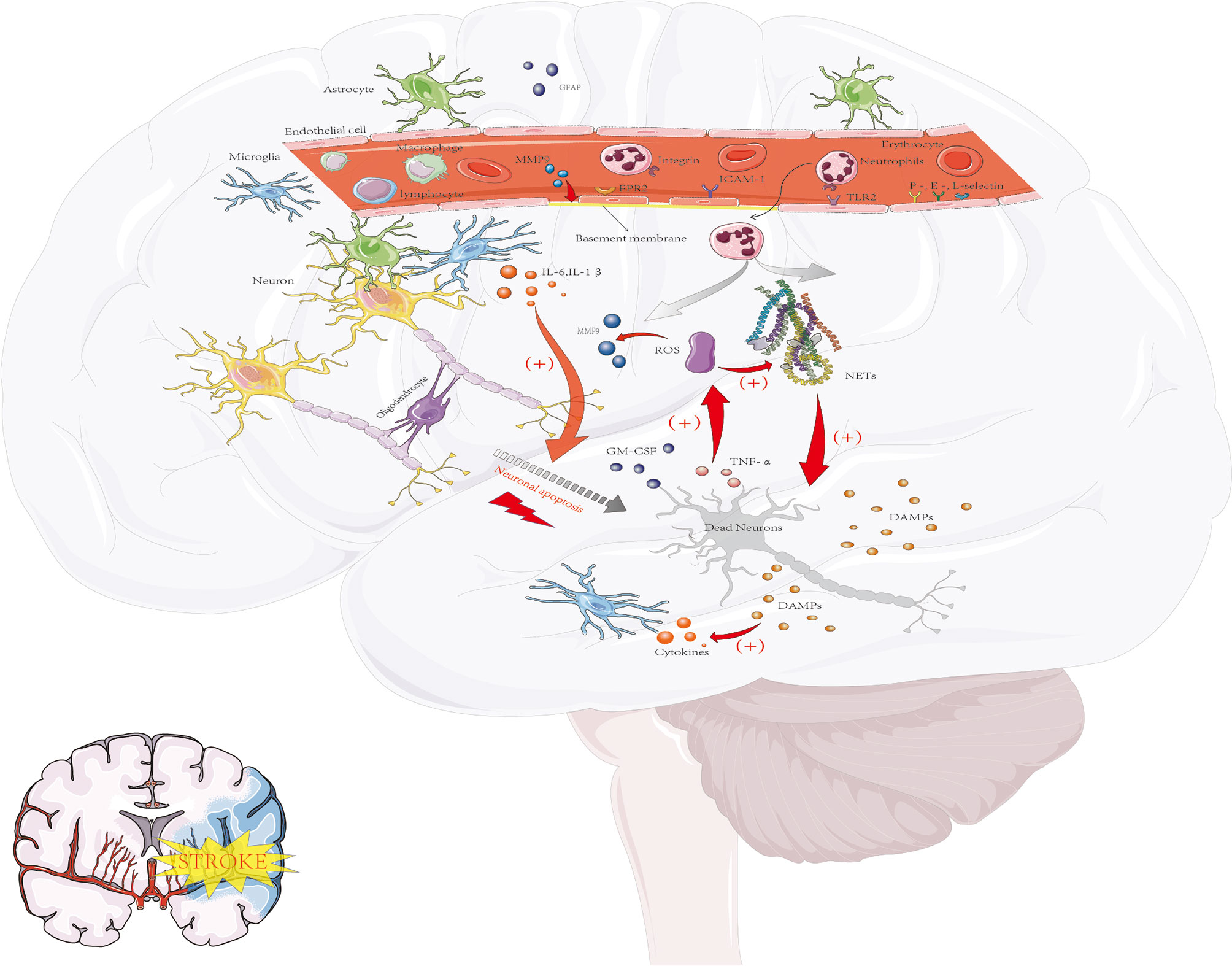 Sanny Leoni Sex - Frontiers | New Insight Into Neutrophils: A Potential Therapeutic Target  for Cerebral Ischemia