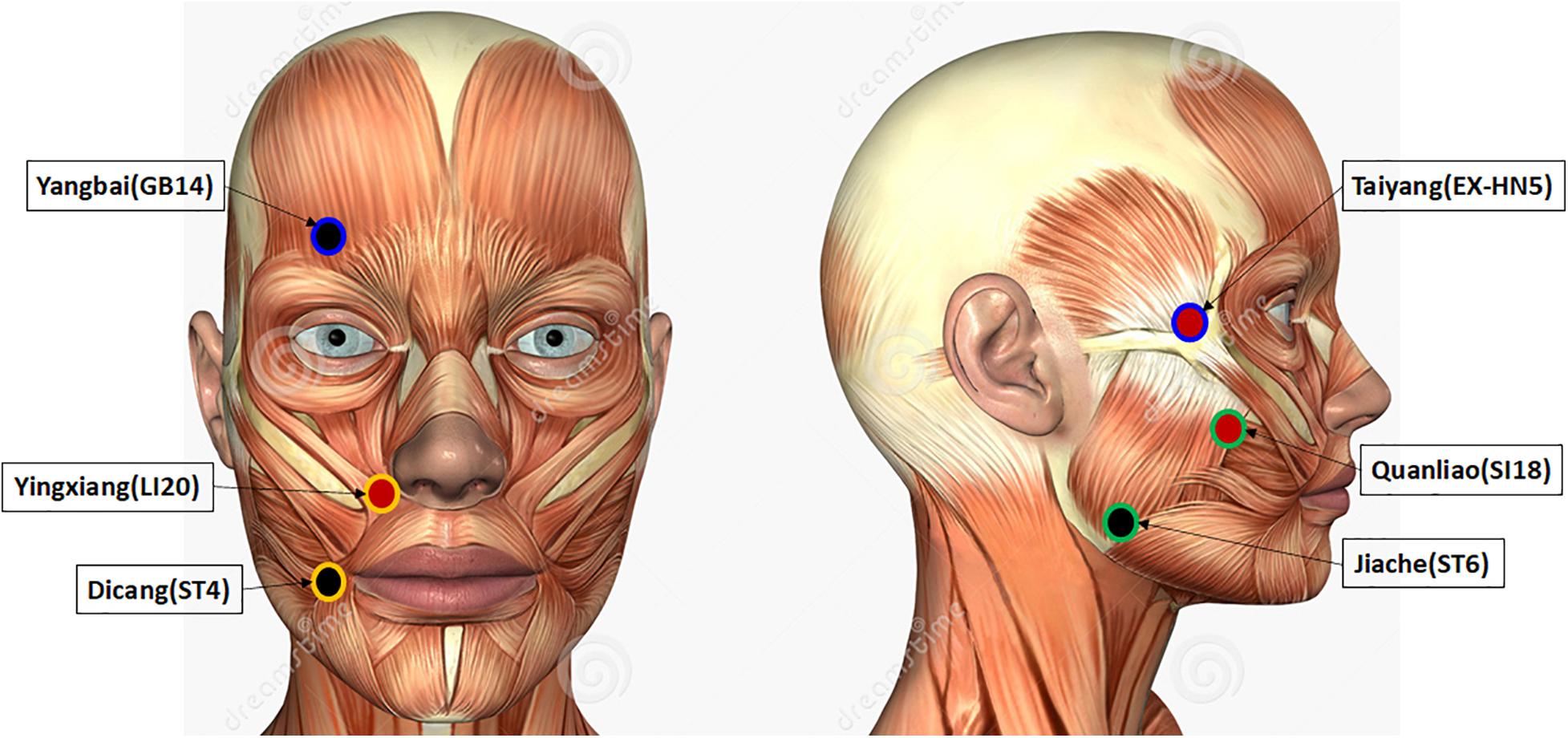 Facial / Bells Palsy Therapy TENS Unit for Home Use Tropical