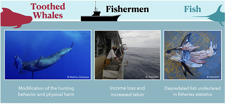 Figure 1 - Depredation affects toothed whales, fishers, and captured fish.