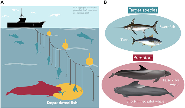 Figure 2 - (A) A longliner sets a drifting longline to catch large fish.