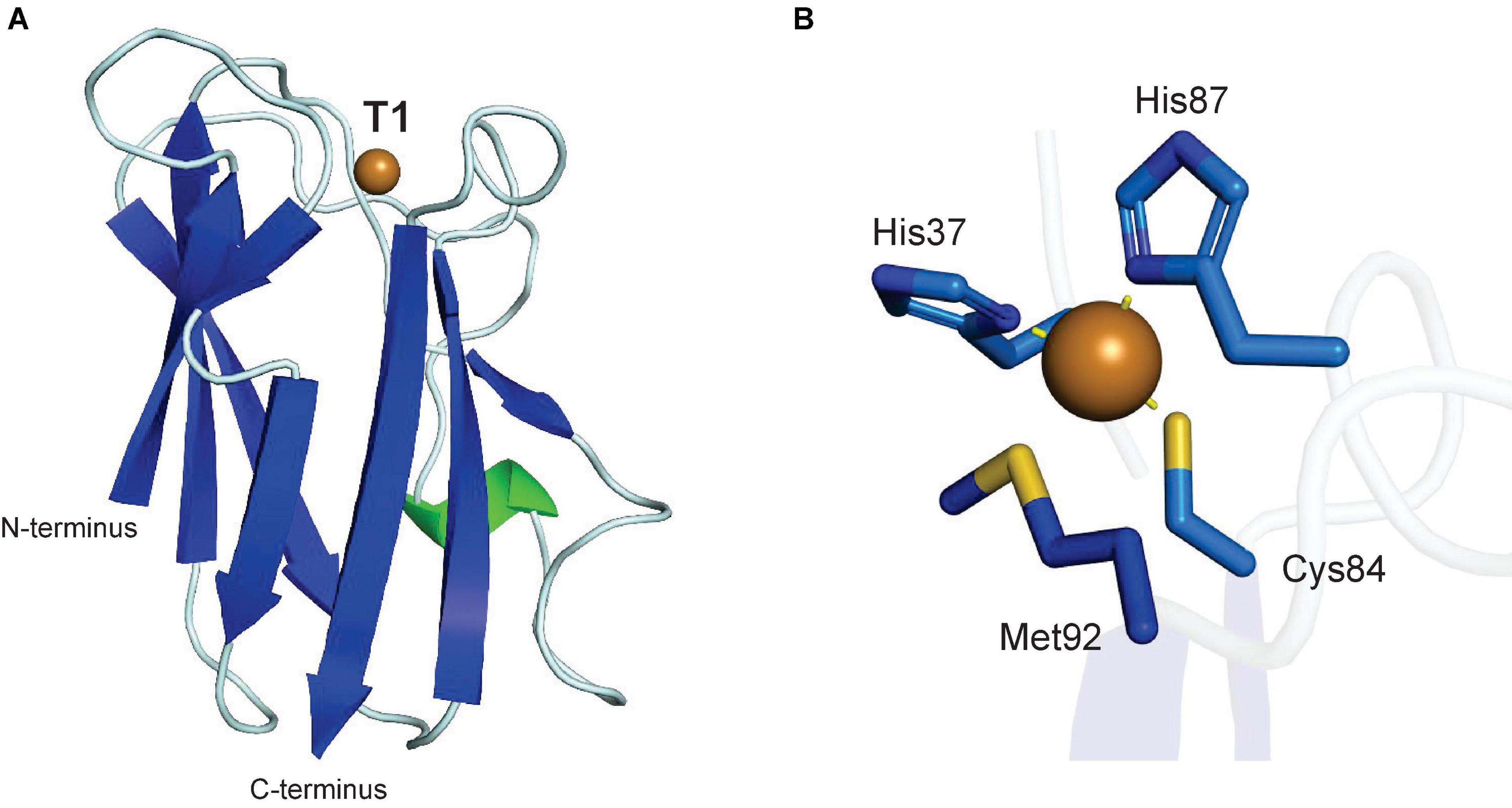 Frontiers  Plant Copper Metalloenzymes As Prospects for New
