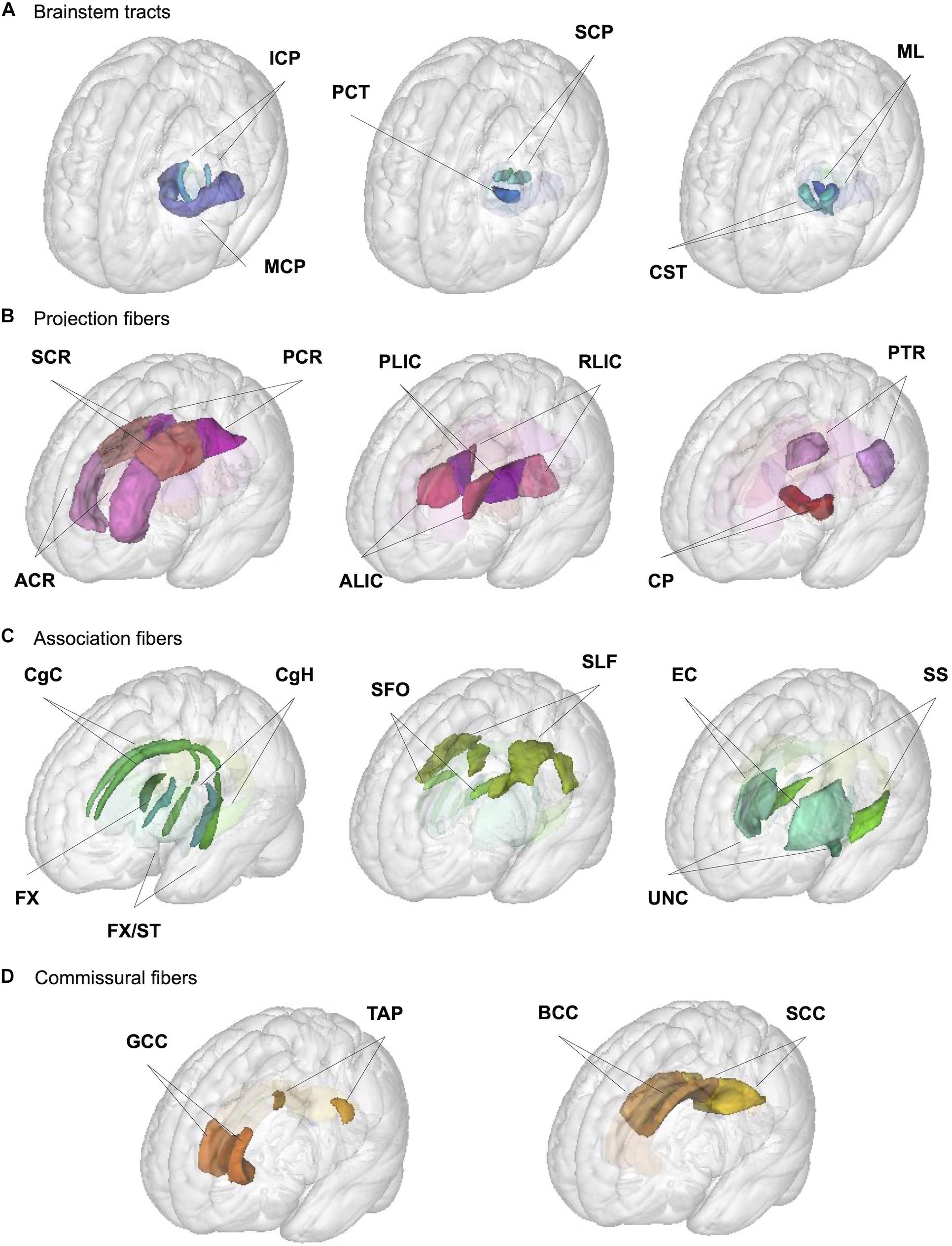 Frontiers  Age-Related Variations in Regional White Matter Volumetry and  Microstructure During the Post-adolescence Period: A Cross-Sectional Study  of a Cohort of 1,713 University Students