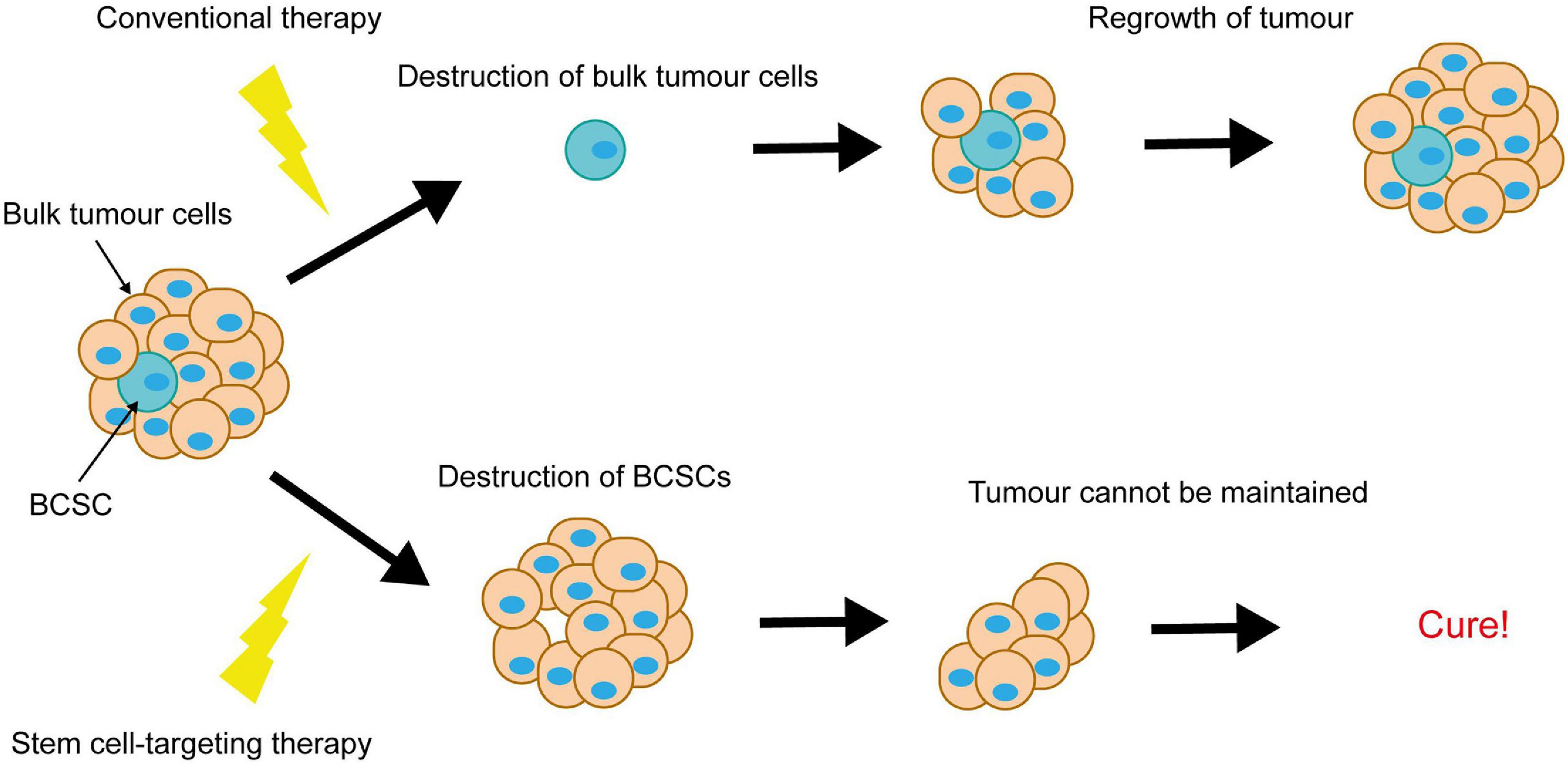 Frontiers Notch Signalling In Breast Development And Cancer