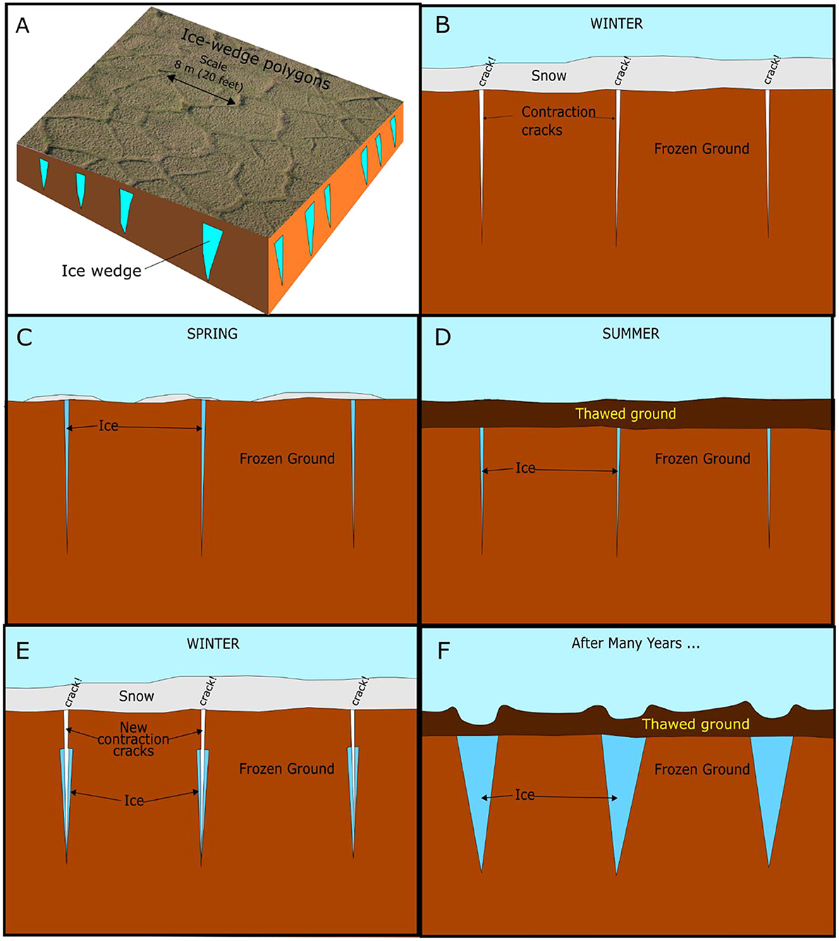 Figure 2 - The formation of ice-wedge polygons.