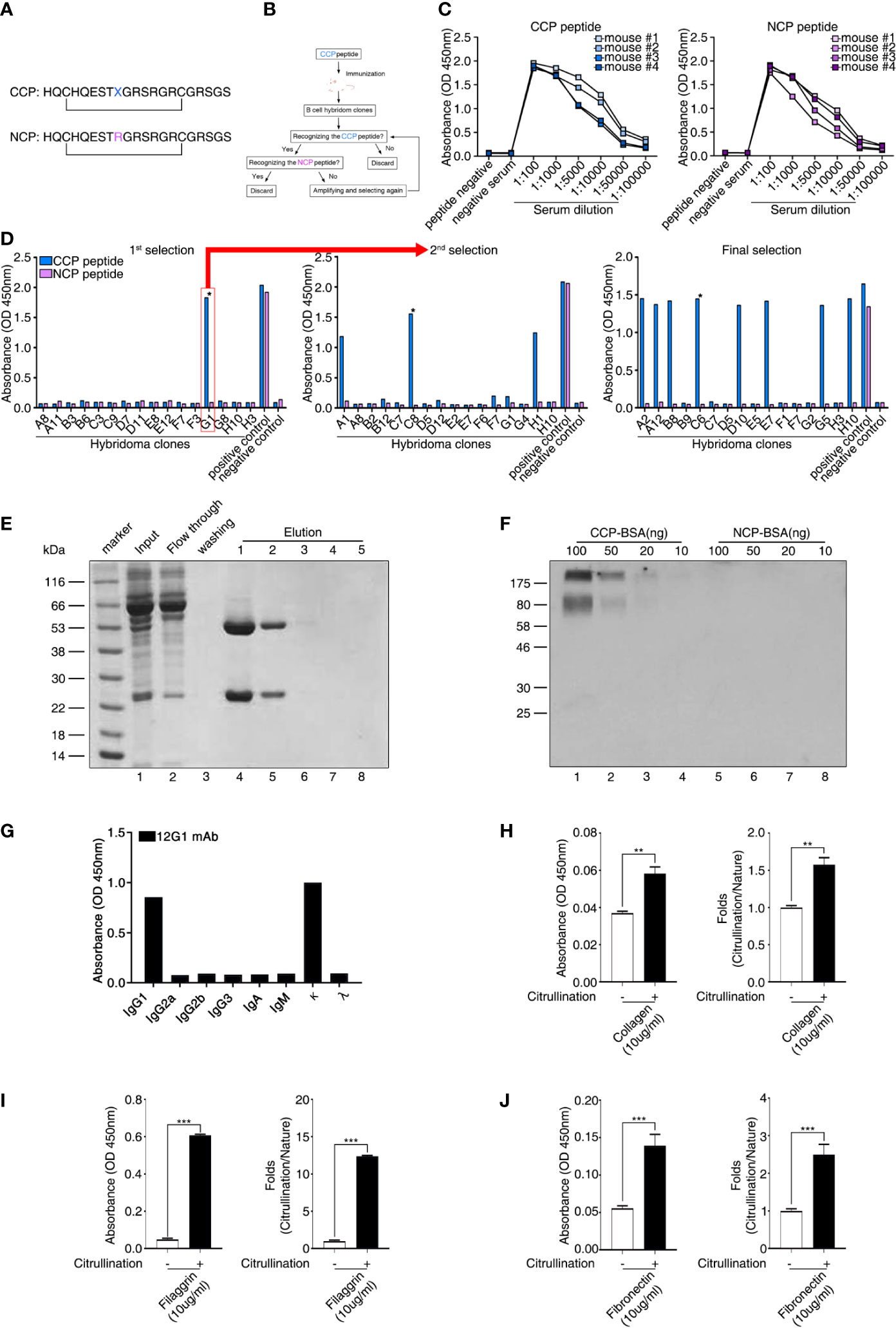 Frontiers  Citrullination of Proteins as a Specific Response