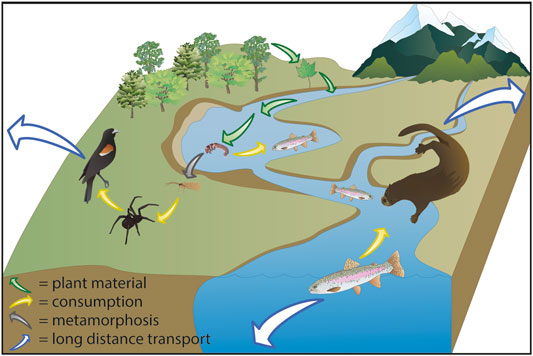 Frontiers | Linking Terrestrial and Aquatic Biodiversity to Ecosystem  Function Across Scales, Trophic Levels, and Realms