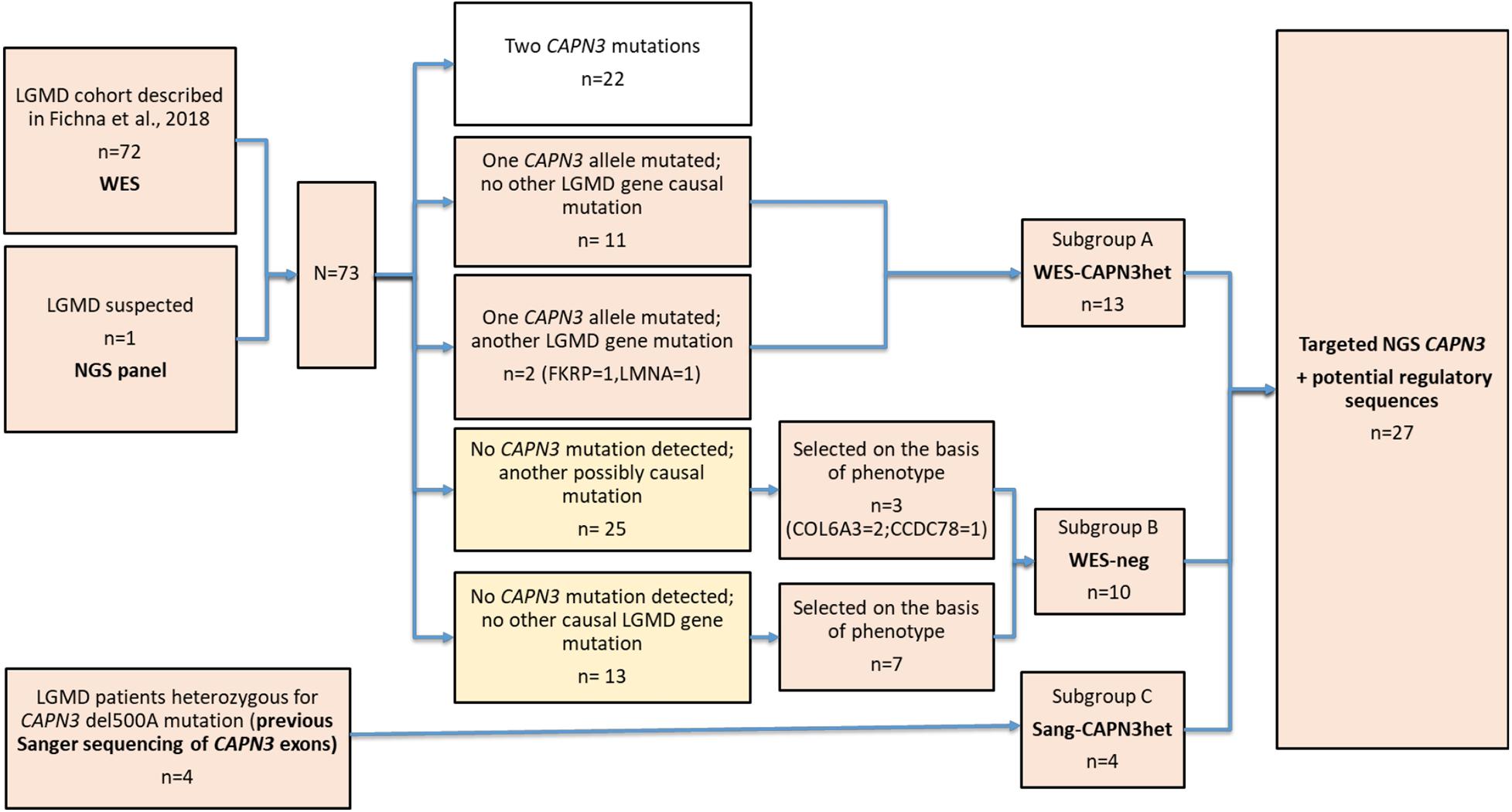 Frontiers  Targeted Next-Generation Sequencing Reveals Mutations in  Non-coding Regions and Potential Regulatory Sequences of Calpain-3 Gene in  Polish Limb–Girdle Muscular Dystrophy Patients