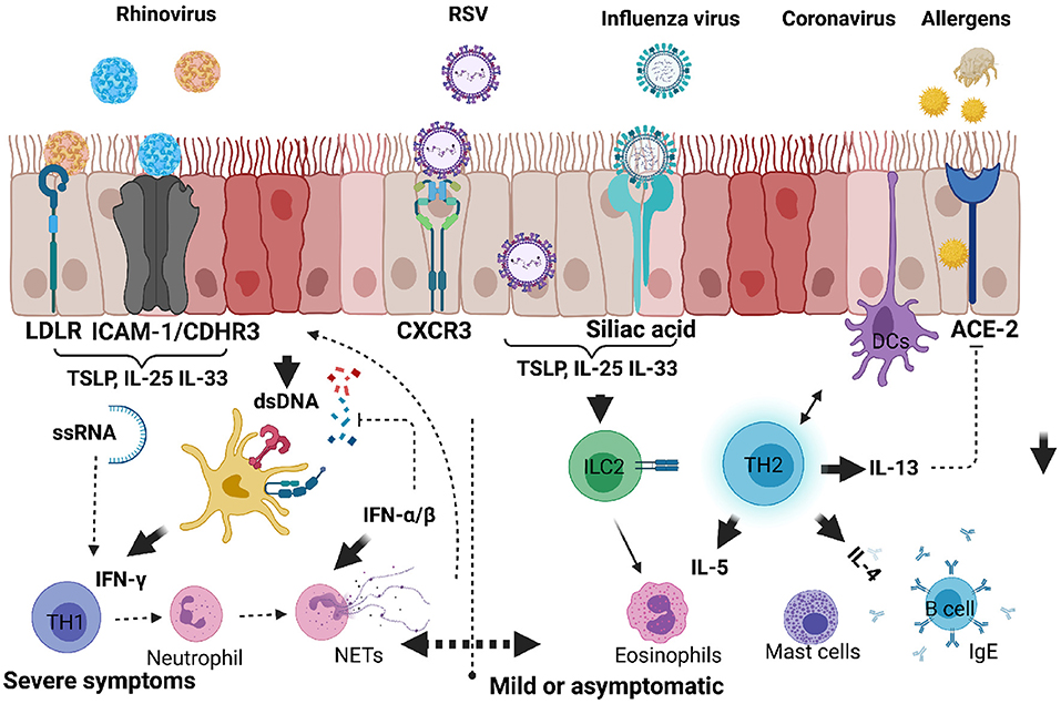 Respiratory virus