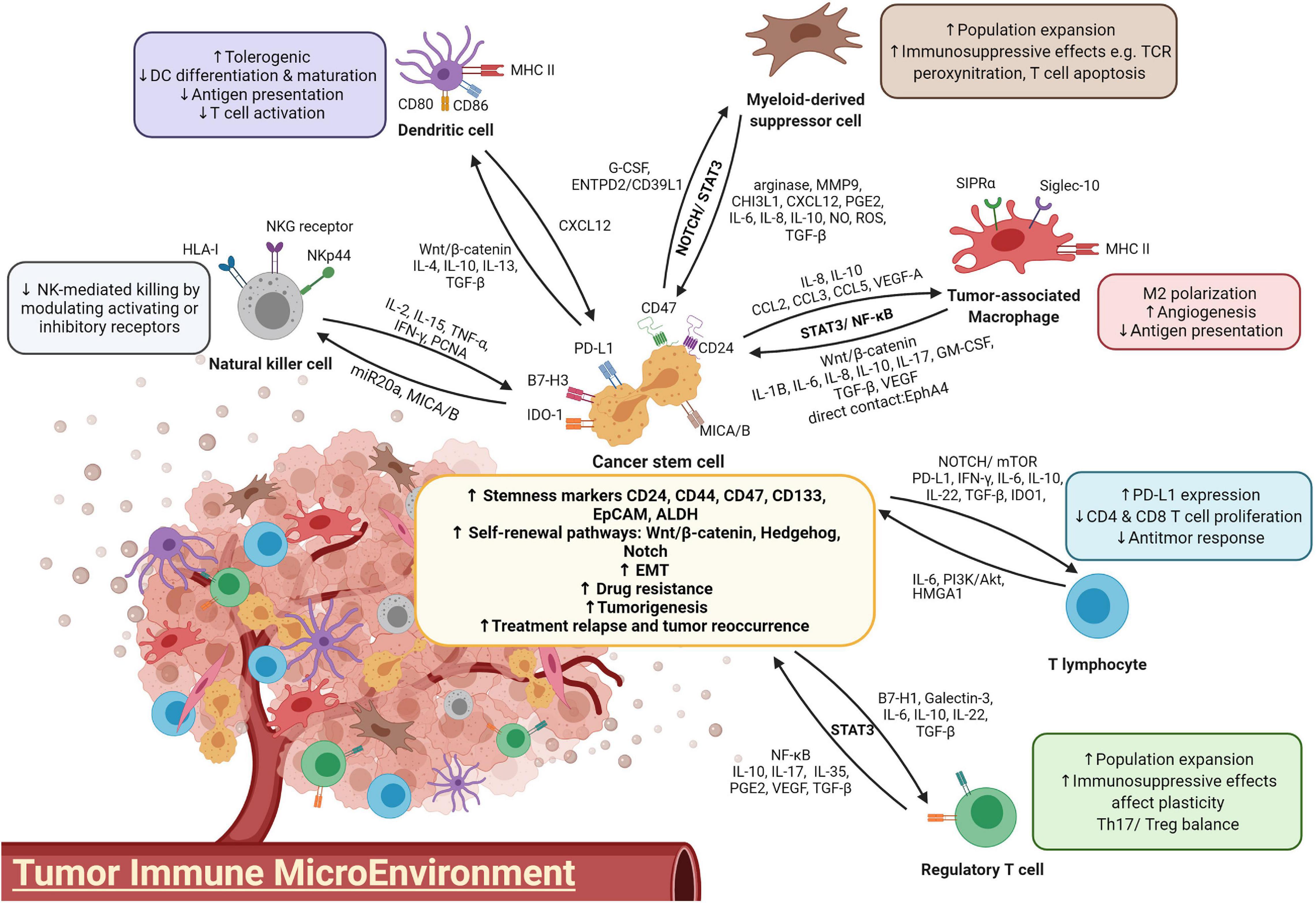 Study reveals insights into how cancer cells evade treatment