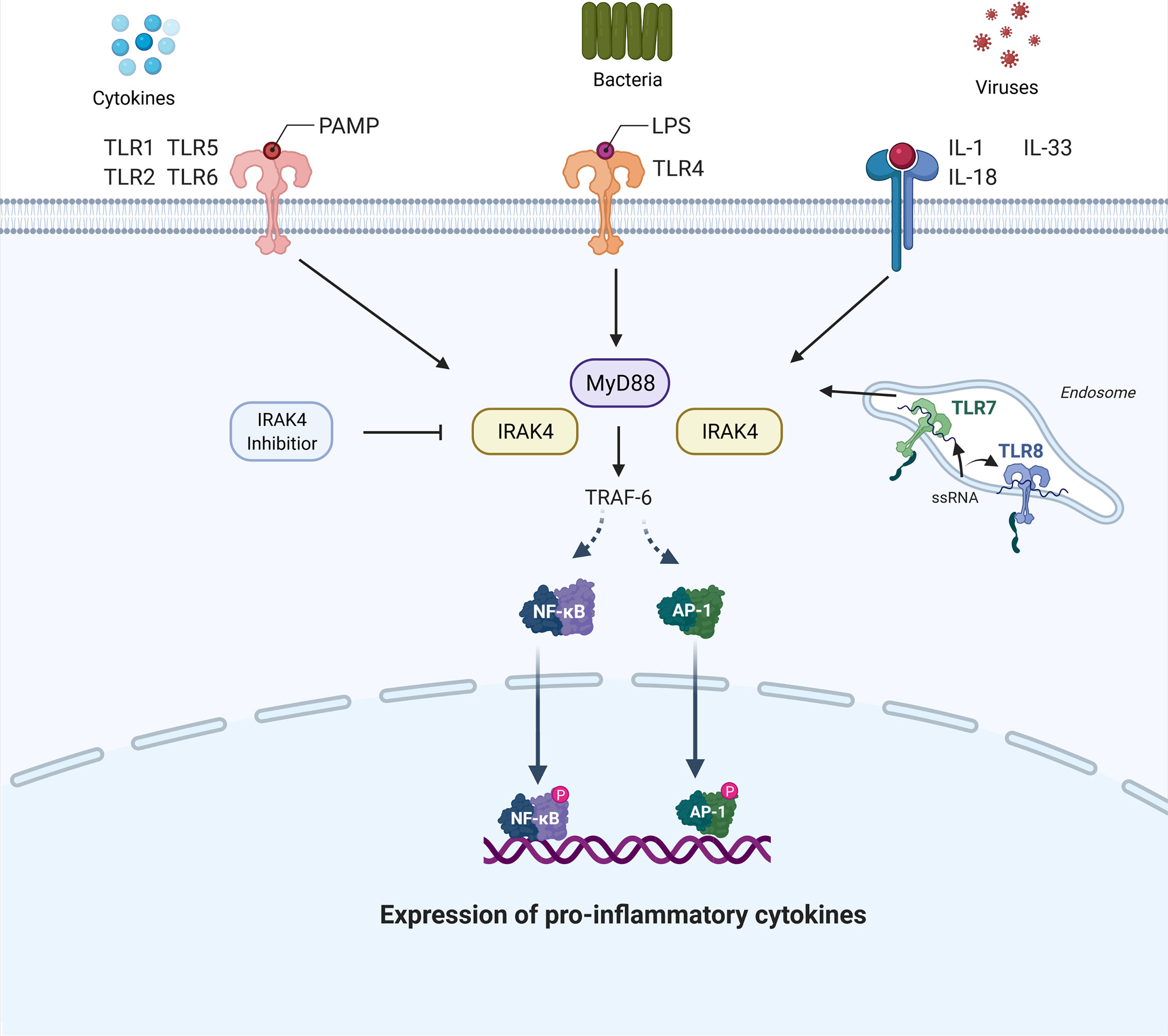 Frontiers | Interleukin-1- Receptor Kinase 4 Inhibition: Achieving ...