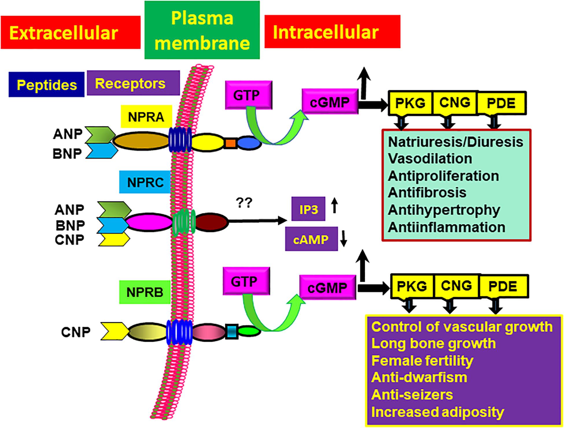 Определение пептида 32 мозга что это. Natriuretic Peptide receptors. ANP BNP. Натрийуретический пептид физиология. Рецептор к BNP.