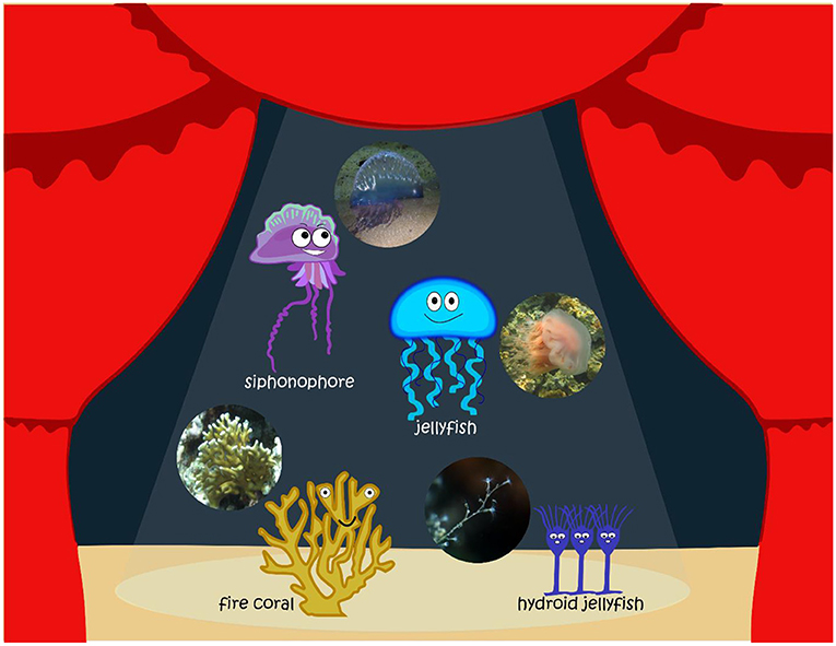 Figure 1 - Types of medusozoans.