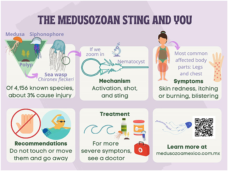 Figure 2 - Here you can see how a medusozoan stings and what you should do if you encounter medusozoans or get stung by one (Artwork: Ariadne Molina-Alonso).