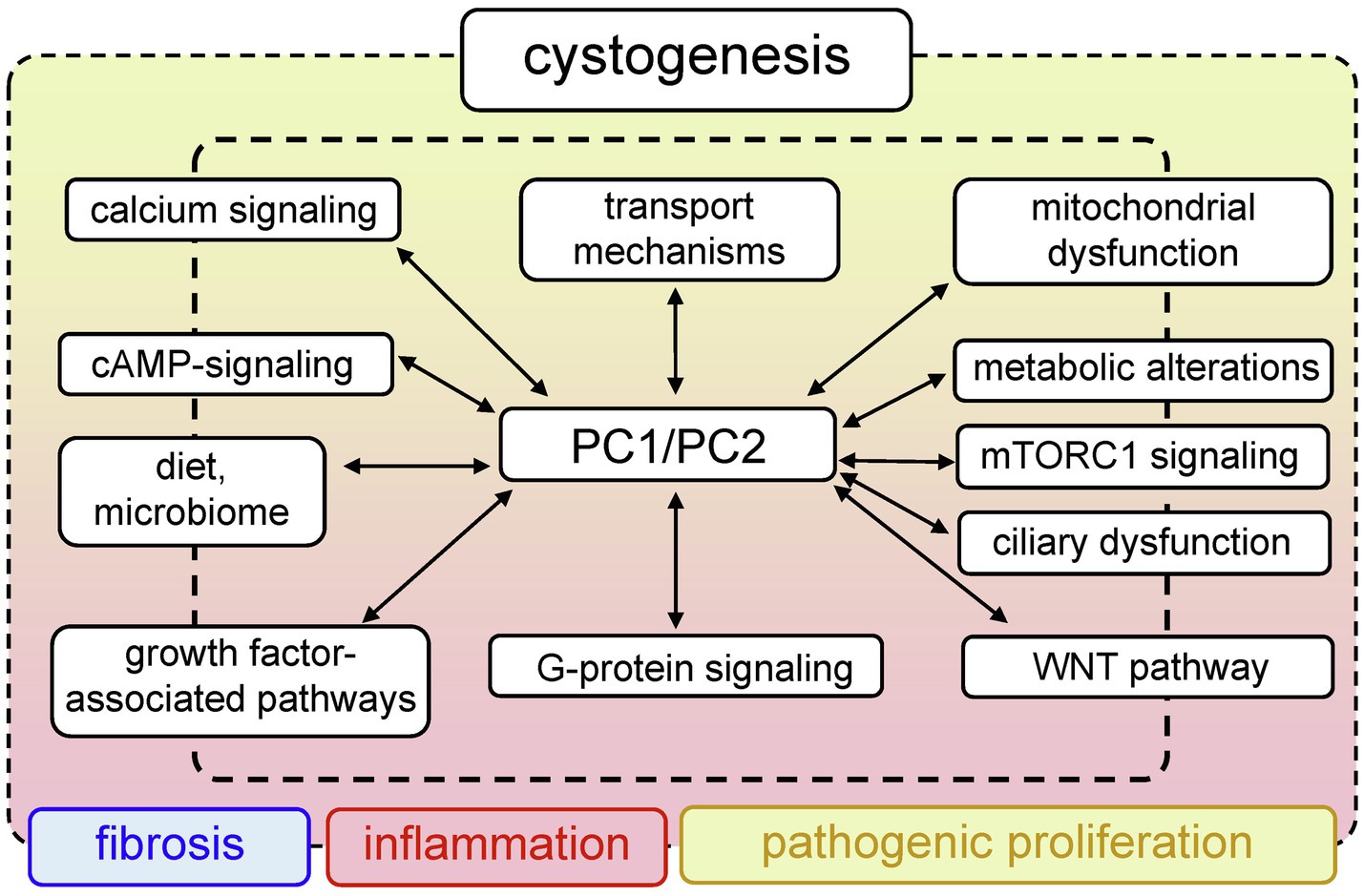 Frontiers | Insights Into the Molecular Mechanisms of Polycystic Kidney ...