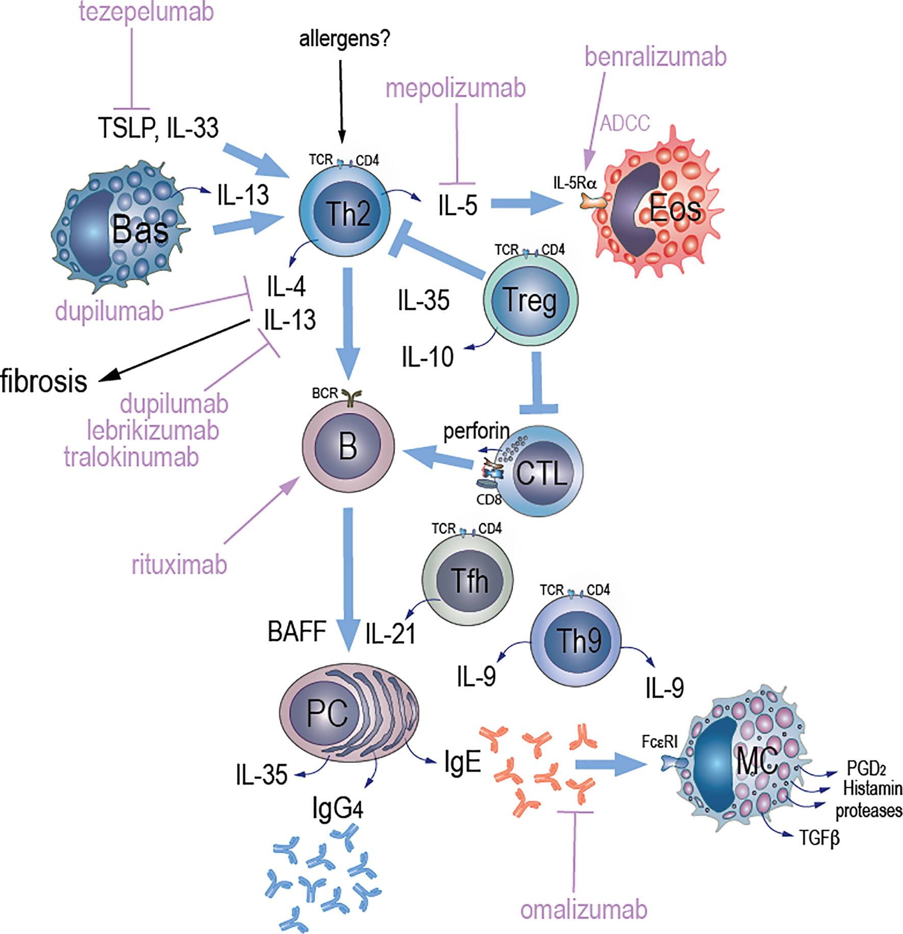 Frontiers Allergic Aspects Of Igg4 Related Disease Implications For