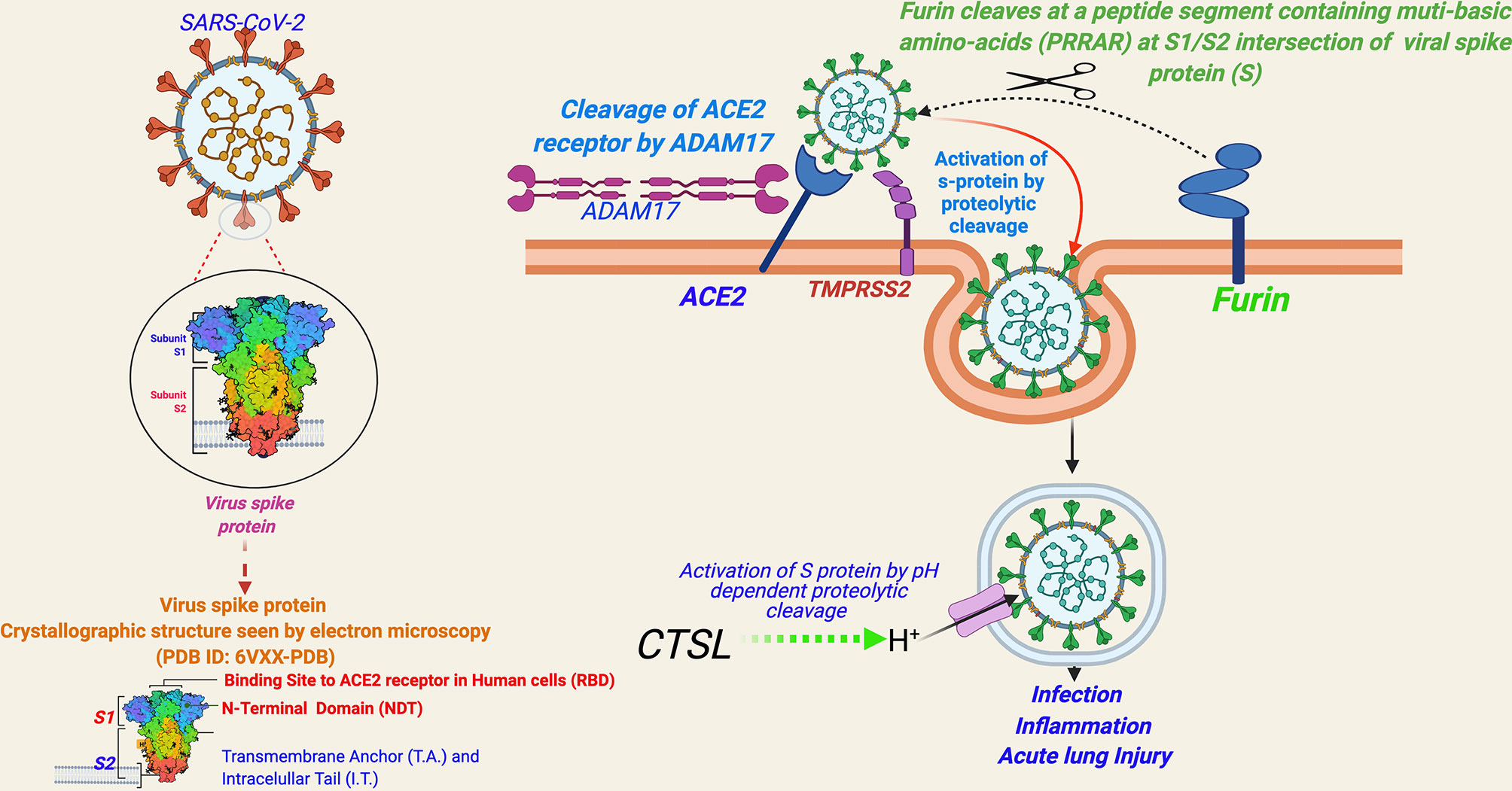 SARS-CoV-2 in humans