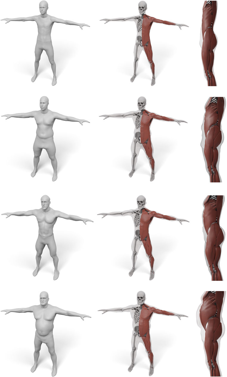 3D whole-body frontal view with semi-transparent skin (left) and major