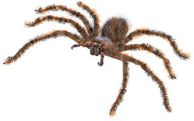 10 Household Spiders UK & Their Benefits