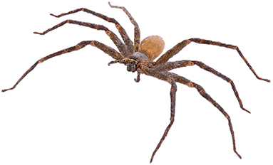 Spiders Are so Scary That They Actually Scare Other Spiders, Scientists Find