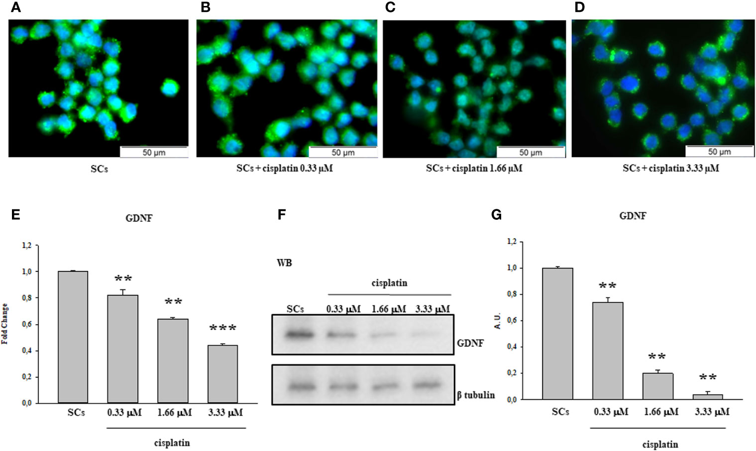 Frontiers  Effect of EPA on Neonatal Pig Sertoli Cells “In Vitro