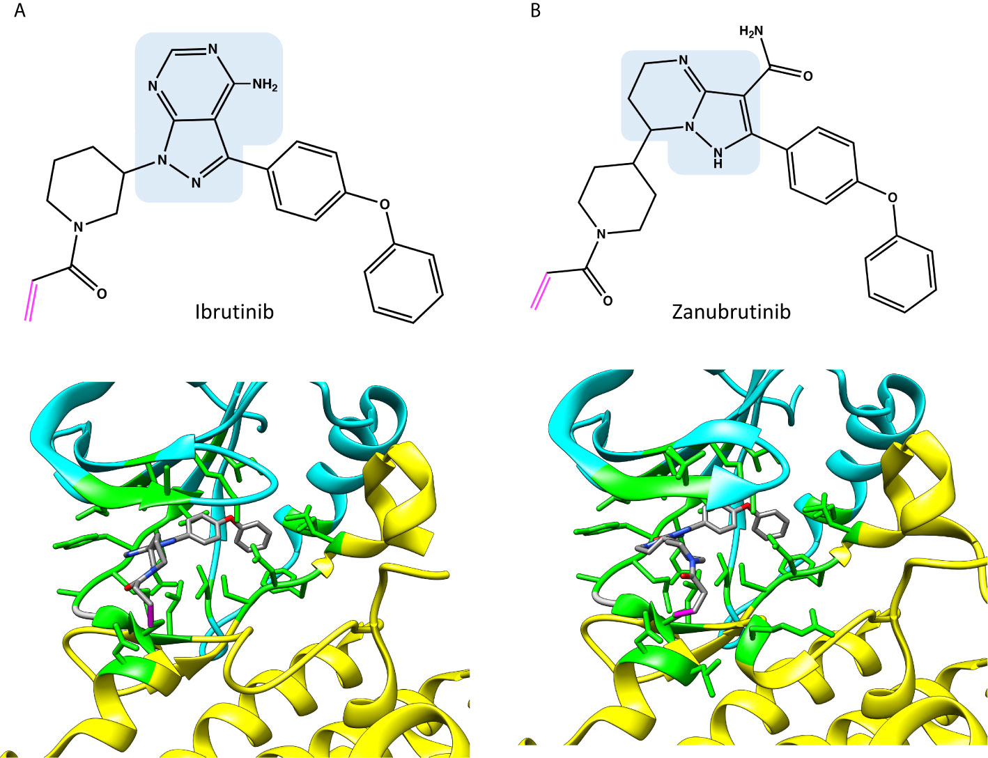 Relative Selectivity of Covalent Inhibitors Requires Assessment of  Inactivation Kinetics and Cellular Occupancy: A Case Study of Ibrutinib and  Acalabrutinib