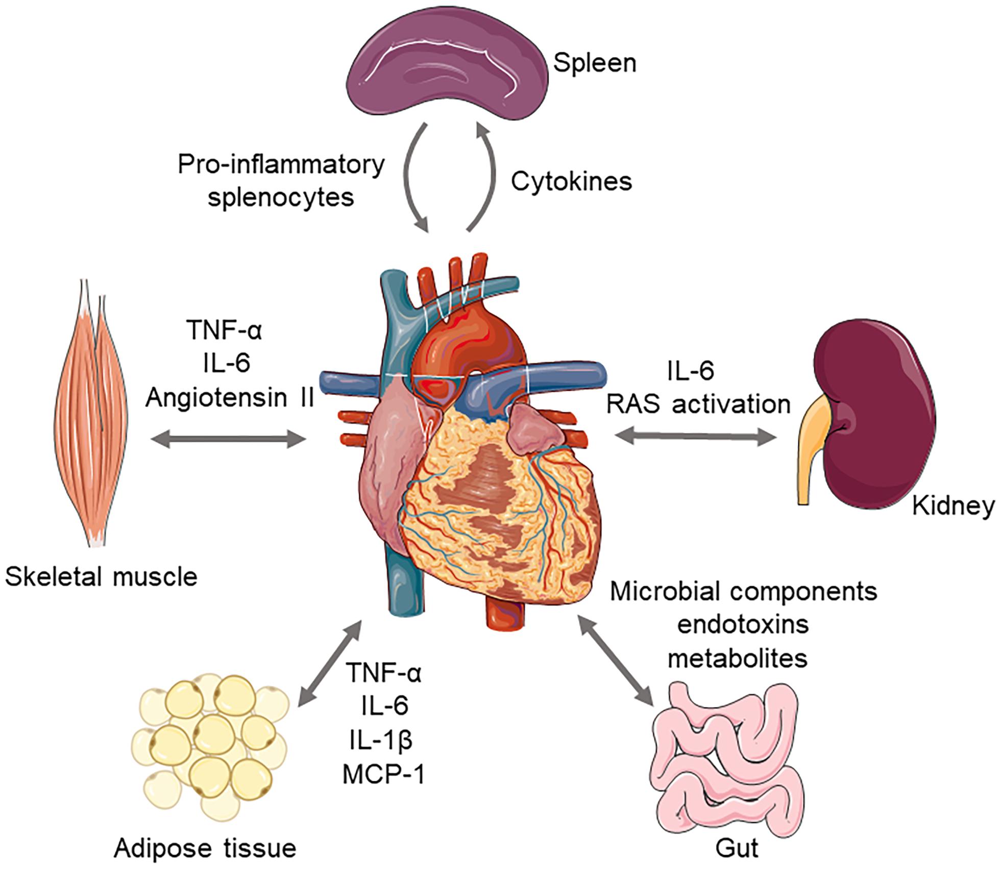 Frontiers | inflammatory cytokines, immune cells, and organ